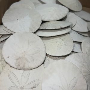 Pack of 20 Full California Sand Dollar Shells